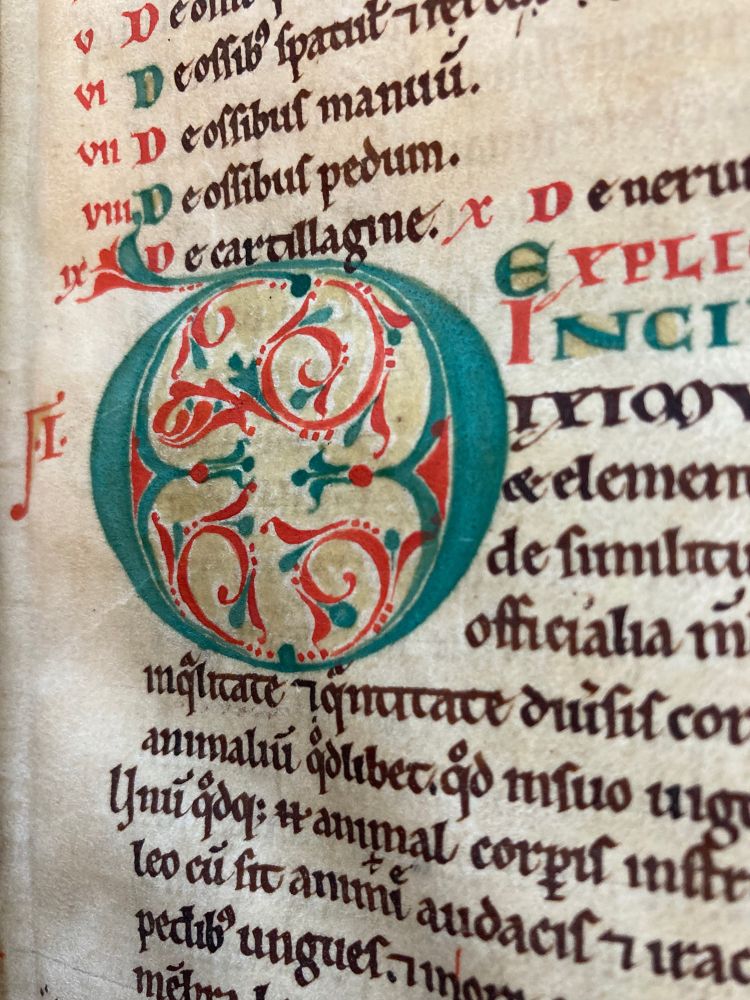 Capital D (f. 11r)