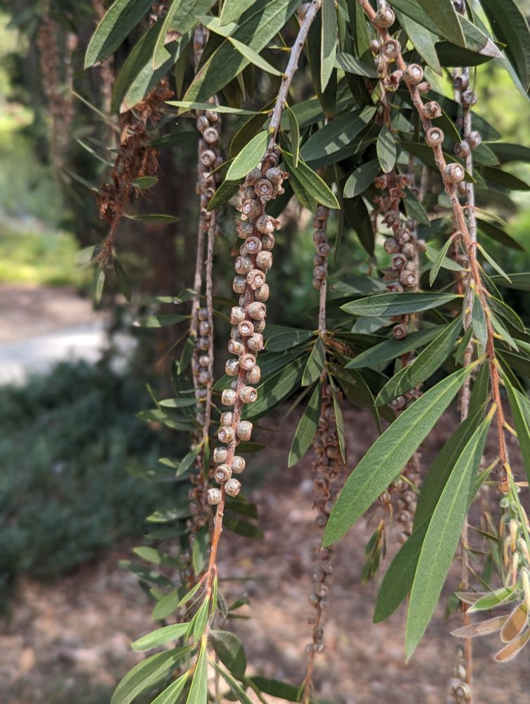 A close up of gum nuts
