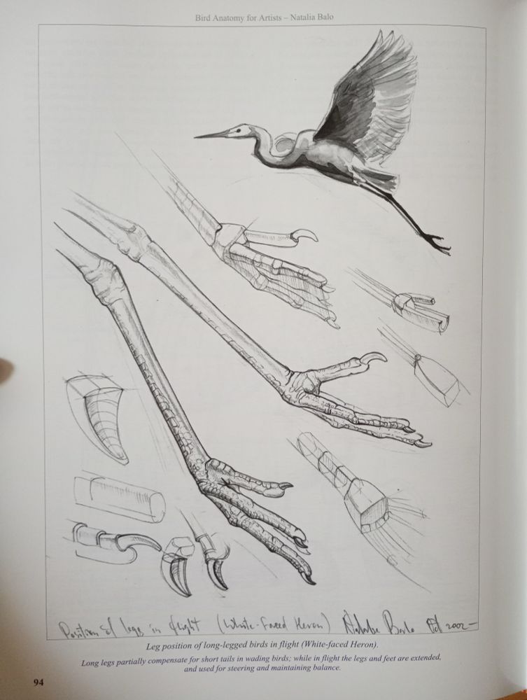 A page from Bird Anatomy for Artists by Natalia Balo, it shows the leg positioning of the white-faced Heron while in flight 