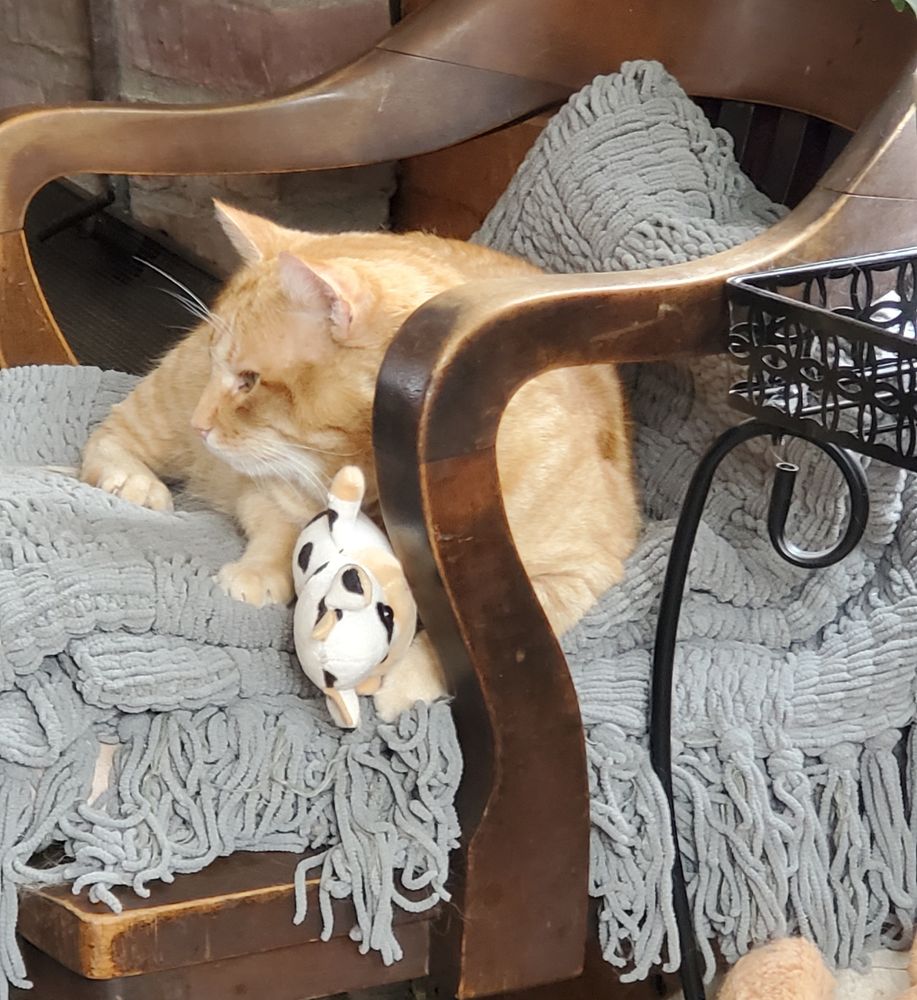 Orange cat with stuffed cow