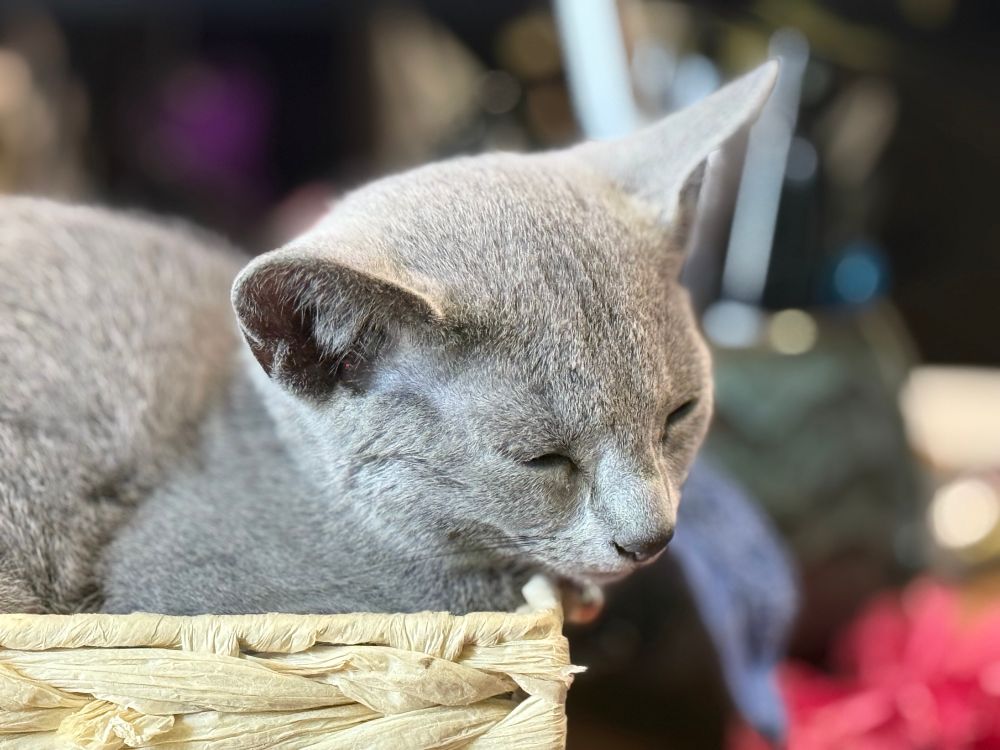 A very sleepy grey Russian blue kitten in a raffia basket. 