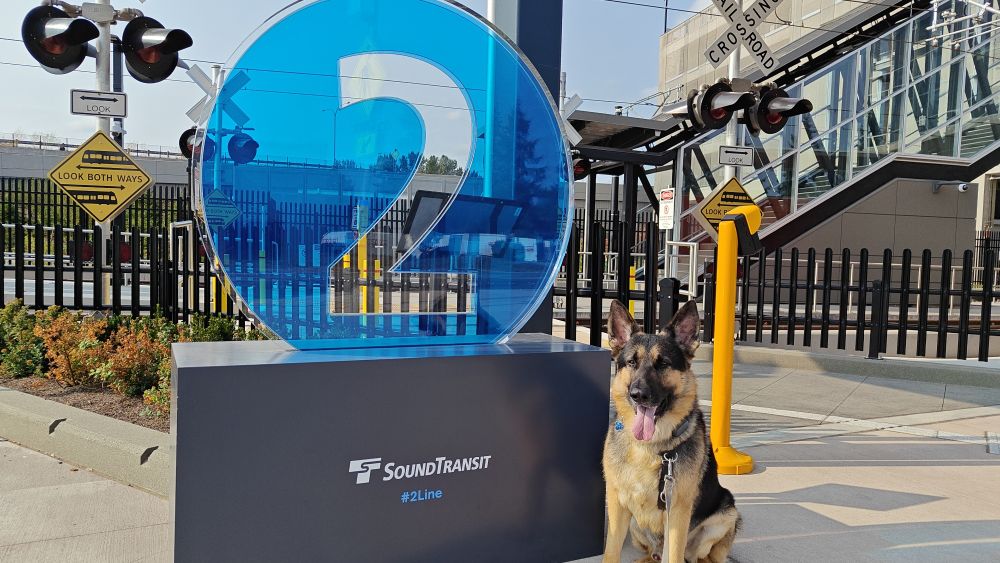 Rex the German Shepherd standing outside a Sound Transit 2 Line station