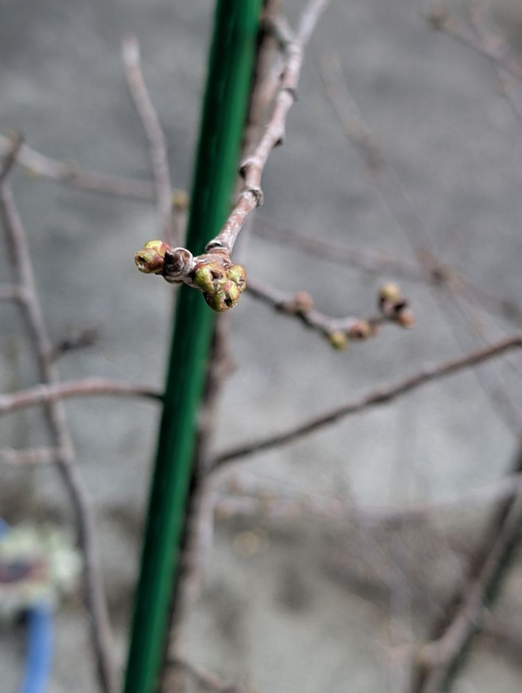 さくらんぼ🍒桜桃 (暖地)