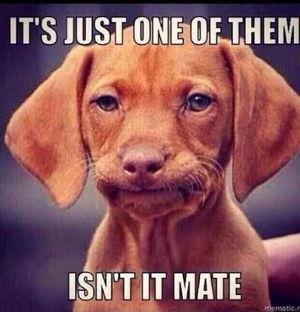 "It's just one of them, isn't it mate?" With a dog upset and resigned to his fate