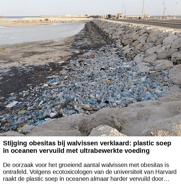Stijging obesitas bij walvissen verklaard: plastic soep in oceanen vervuild met ultrabewerkte voeding -- De oorzaak voor het groeiend aantal walvissen met obesitas is ontrafeld. Volgens ecotoxicologen van de universiteit van Harvard raakt de plastic soep in oceanen almaar harder vervuild door…