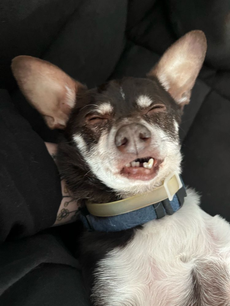 Max, a black and white chihuahua, laying in my arms and lap. He has his eyes closed and mouth slightly open to show his 5 crooked bottom teeth 