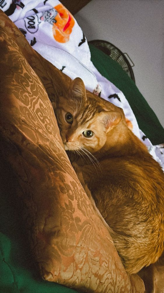 Goose the orange cat on his brownish pillow 