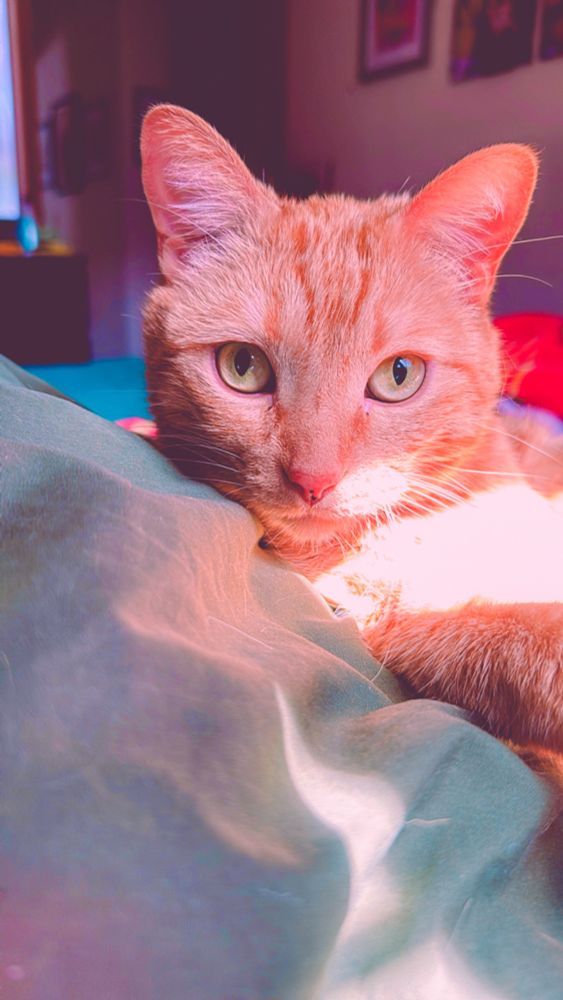 Goose the orange cat laying down in his side. He’s on top of a green pillow. There is a pink filter over the photo
