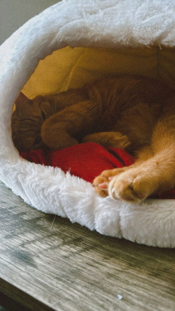 Goose the cat laying down in his igloo. His face is half covered 
