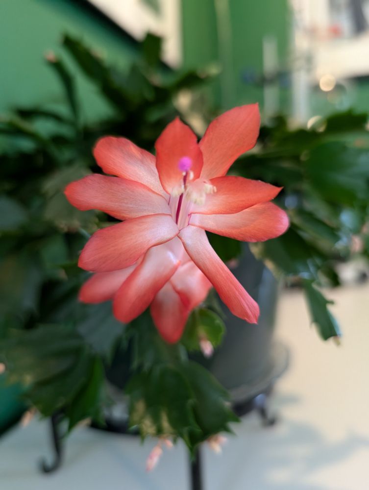 Beautiful flower. Totally forget what kind right now. It has long, thin, delicate petals arranged in a cone like shape. The flower is captured at an angle from above, giving the petals a fibonacci type spiral effect. The petals are an orange-pink color with a white center that extends towards the stem. It is capped by a single little wider than a hair, vibrant purple petal at the very top. Stunning. 