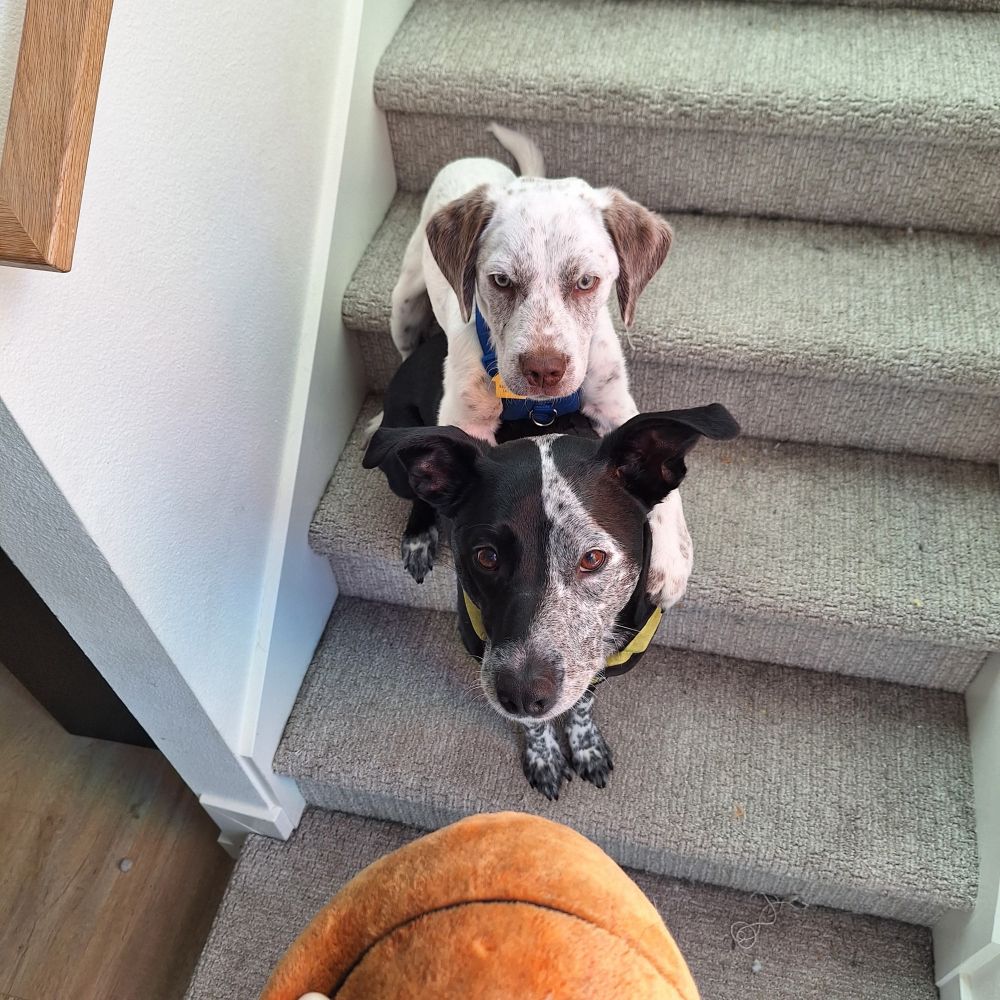 a red and white cattle dog mix on top of a black and white cattle dog mix on the stairs looking intently at a plush basketball 