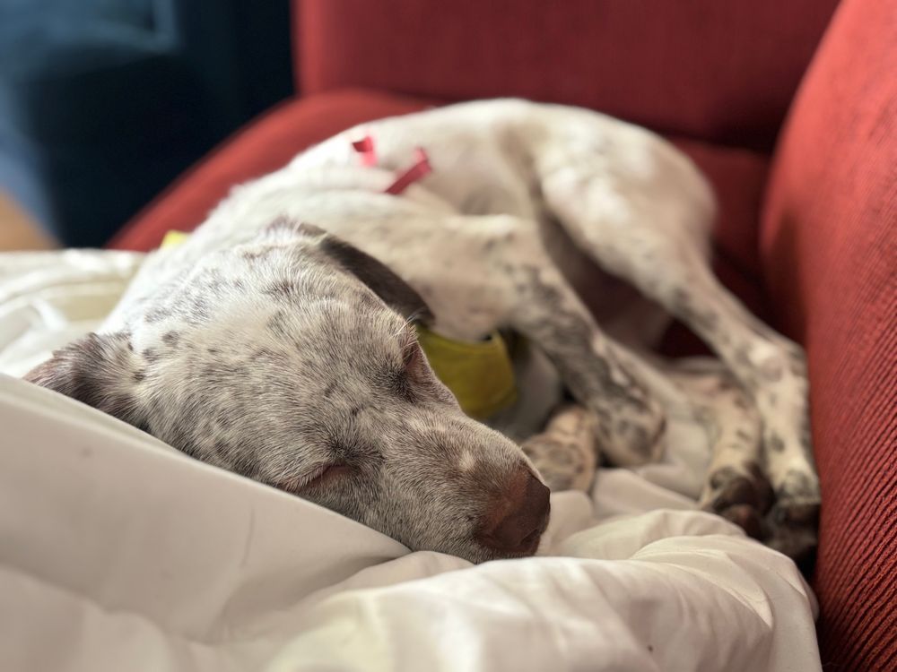 a very sleepy white and brown puppy