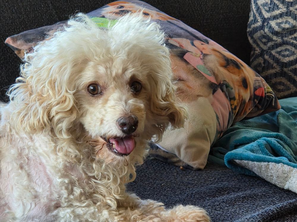 White dog sitting on a couch, looking at the camera