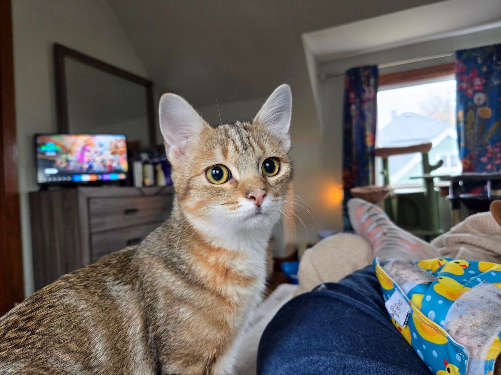 Kitten sitting beside a human leg on a bed