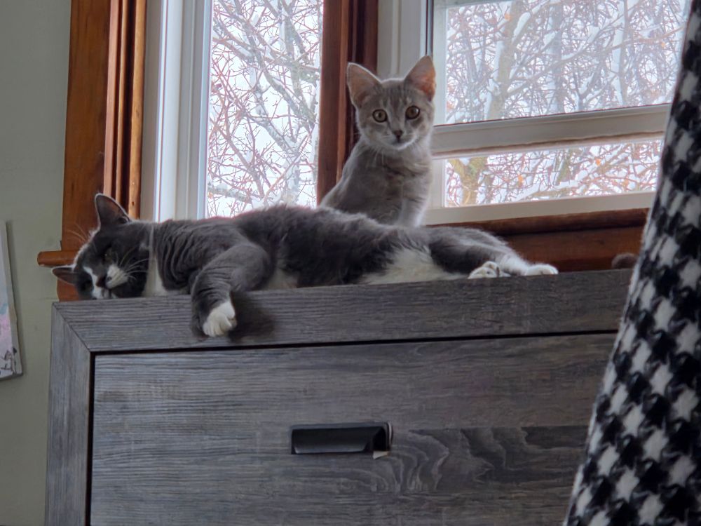 Big grey & white kitten lying on top of a dresser, a smaller Grey tabby sits behind him. In front of a window