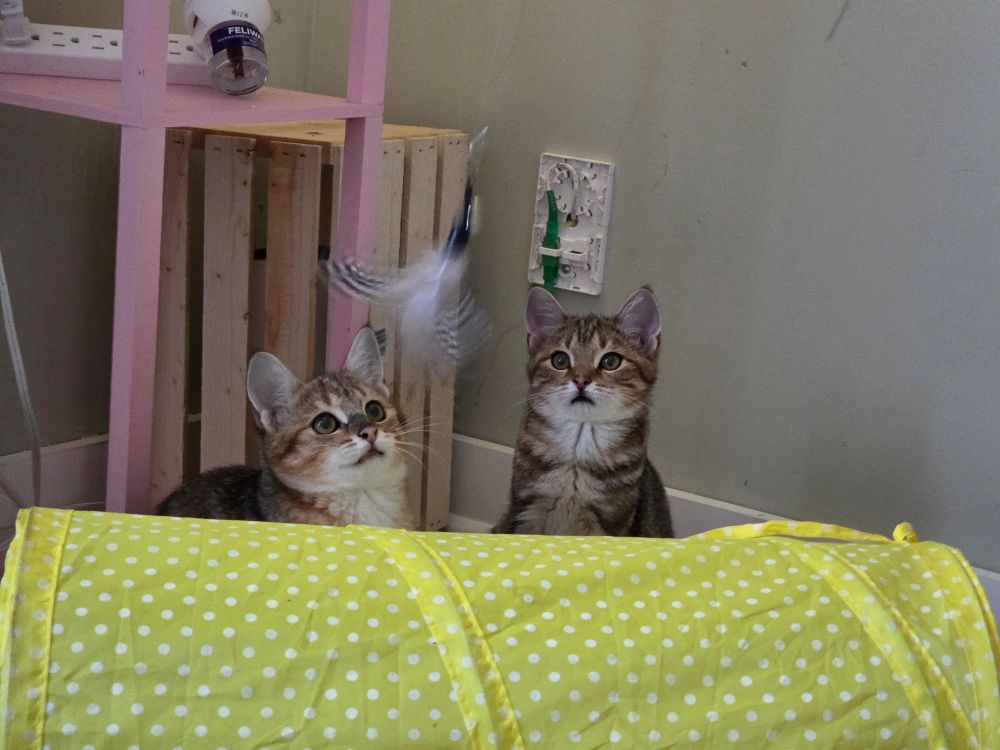 Two kittens playing with a cat toy wand