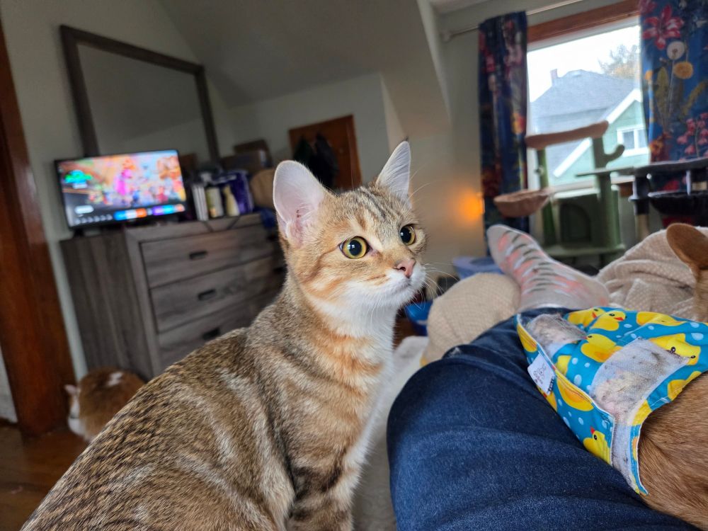 Kitten sitting beside a human leg on a bed