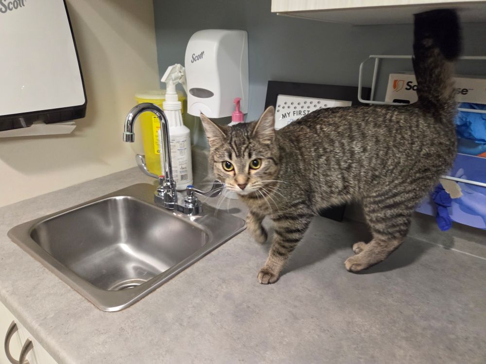 Little cat in an exam room at the vet