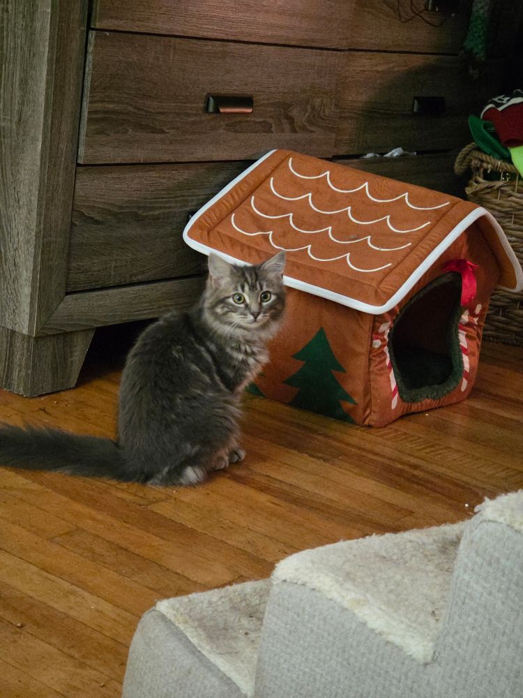 Little kitten sitting by a cat house/bed