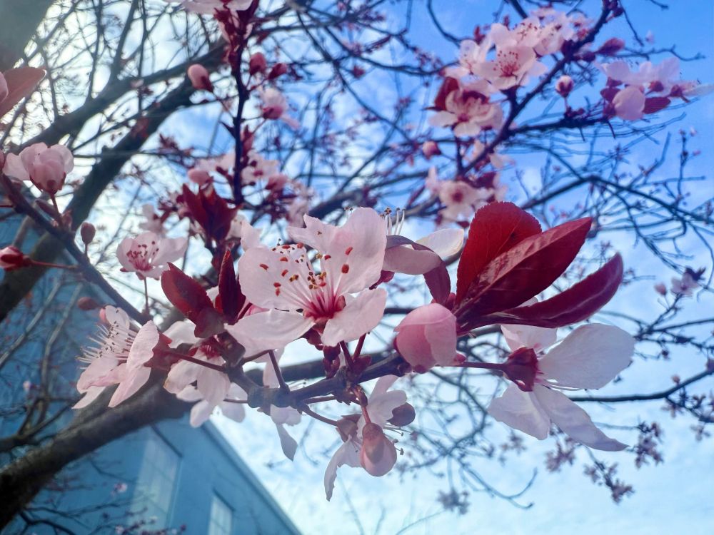 A branch of plum blossoms trails delicately down from the tree. Dozens of flowers open their pale petals, revealing delicate stamens with deep red tips. The rich blue of the sky is marbled with soft white clouds. Spring is here.
