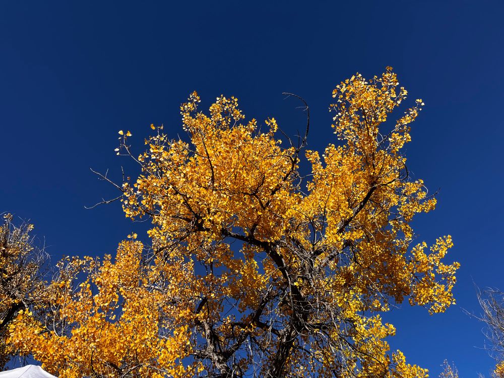 Cottonwood yellow against a deep blue sky