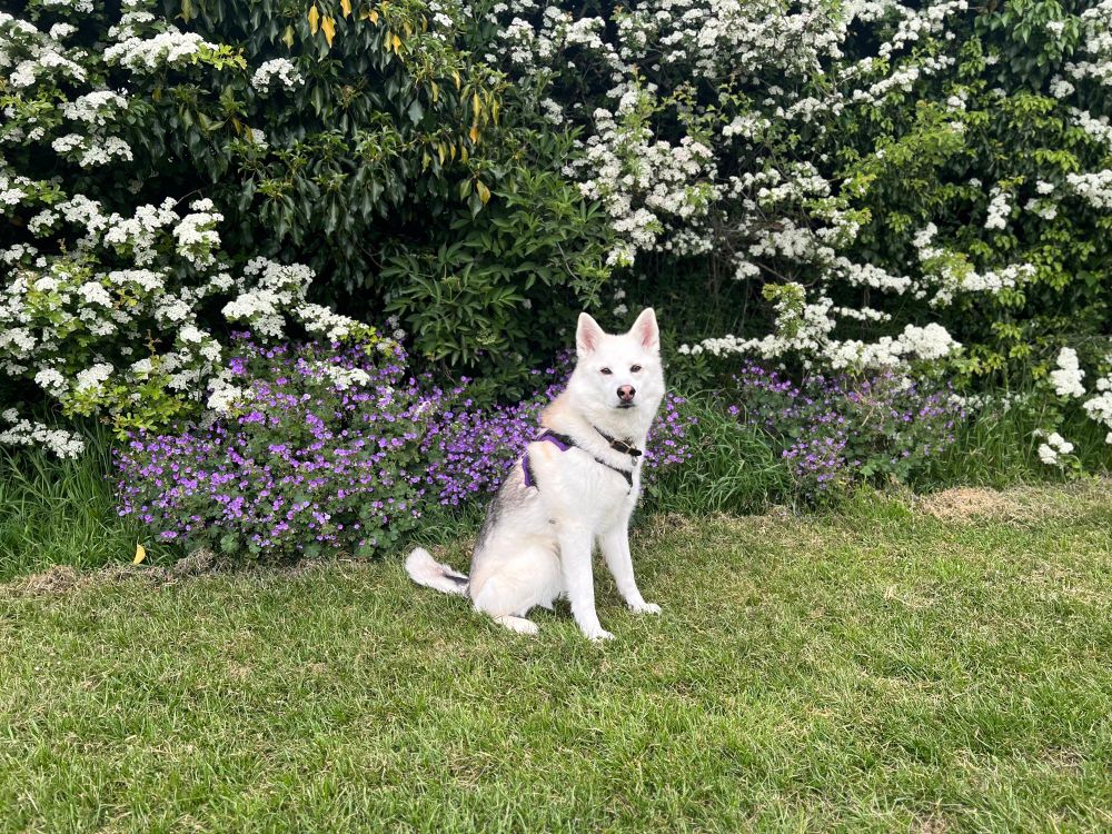 A white husky mix sat in front of a bush and some purple flowers