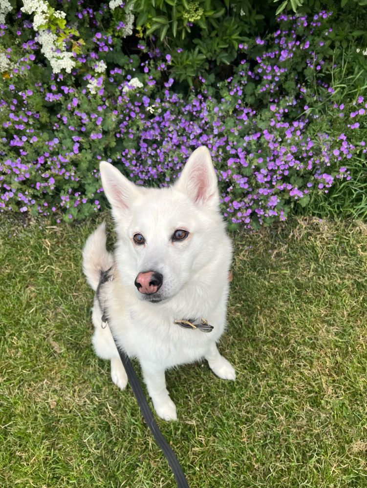 A white husky mix sat in front of purple flowers