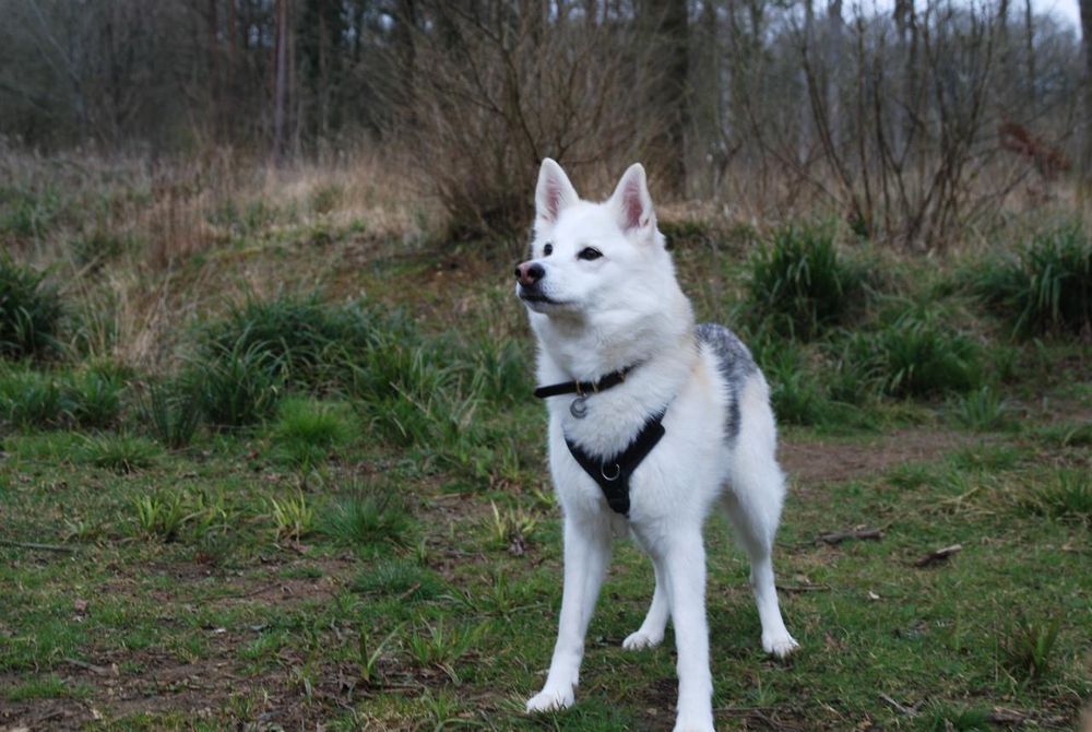 A white and grey husky mix standing in a grassy environment