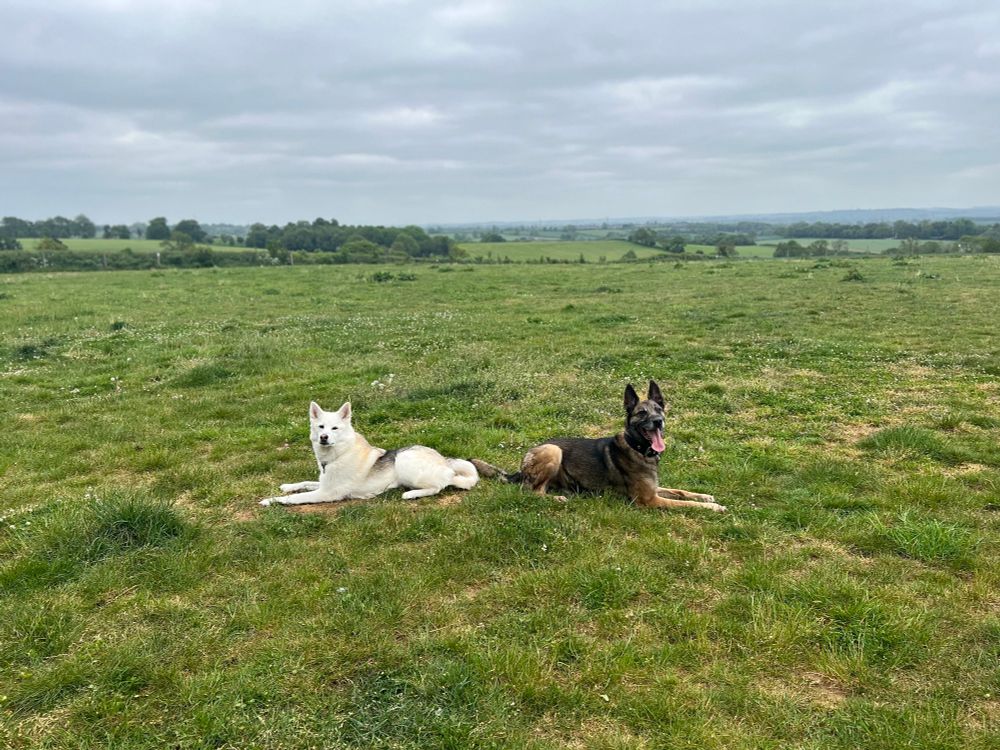 Two dogs laying facing away from each other on a field