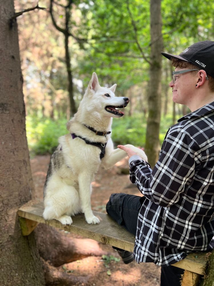 Me sat with Maya the white husky mix who is giving me her paw.