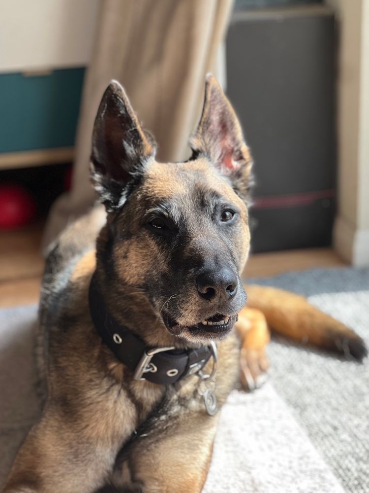 A Belgian Malinois laying in the sun with a silly expression