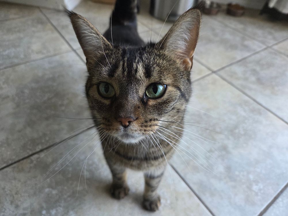 Luna is a striped cat standing very close to the camera. 