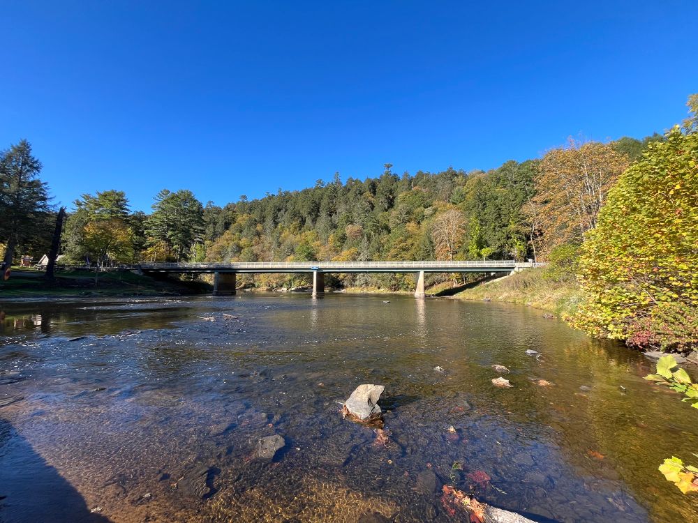 Bridge and trees