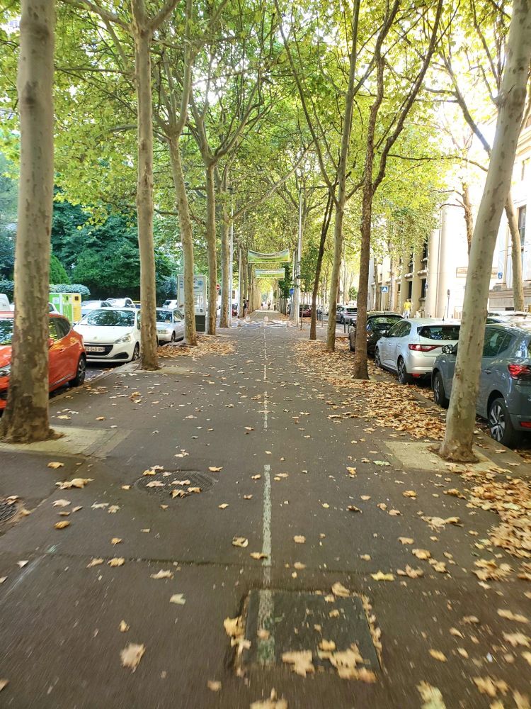 Tree lined protected bike path in Montpellier 