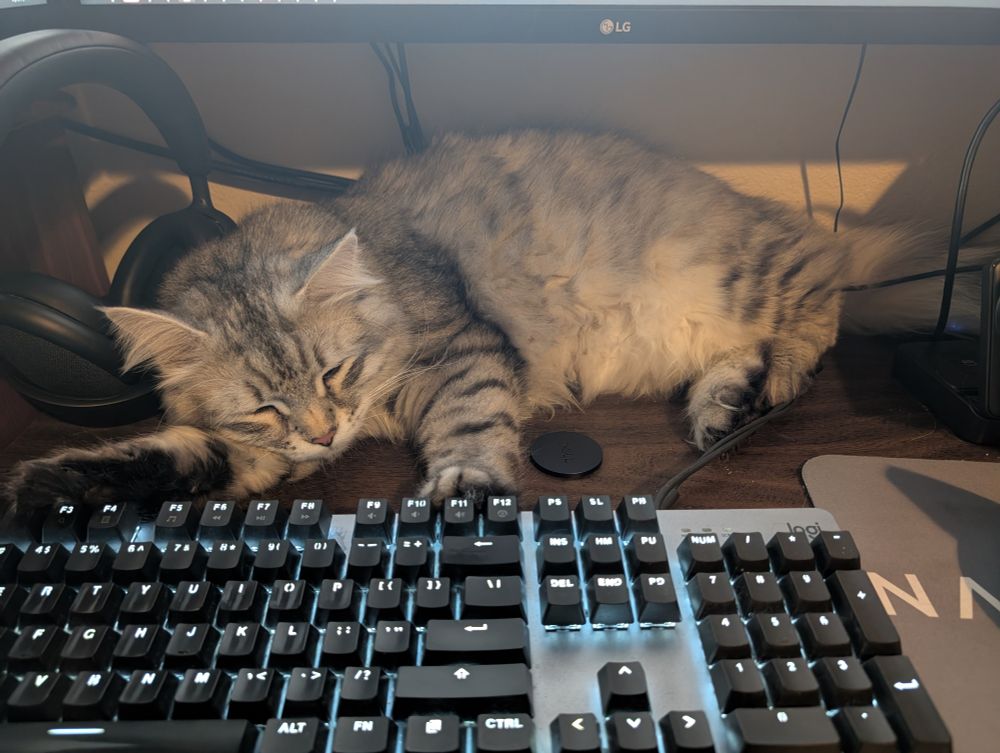 Ivan the Siberian "kitten" (for another week) laying on my desk behind my keyboard. He is silver white and grey and has black toe beans and foot fur. He looks depressed to be locked in my office while cleaners are here