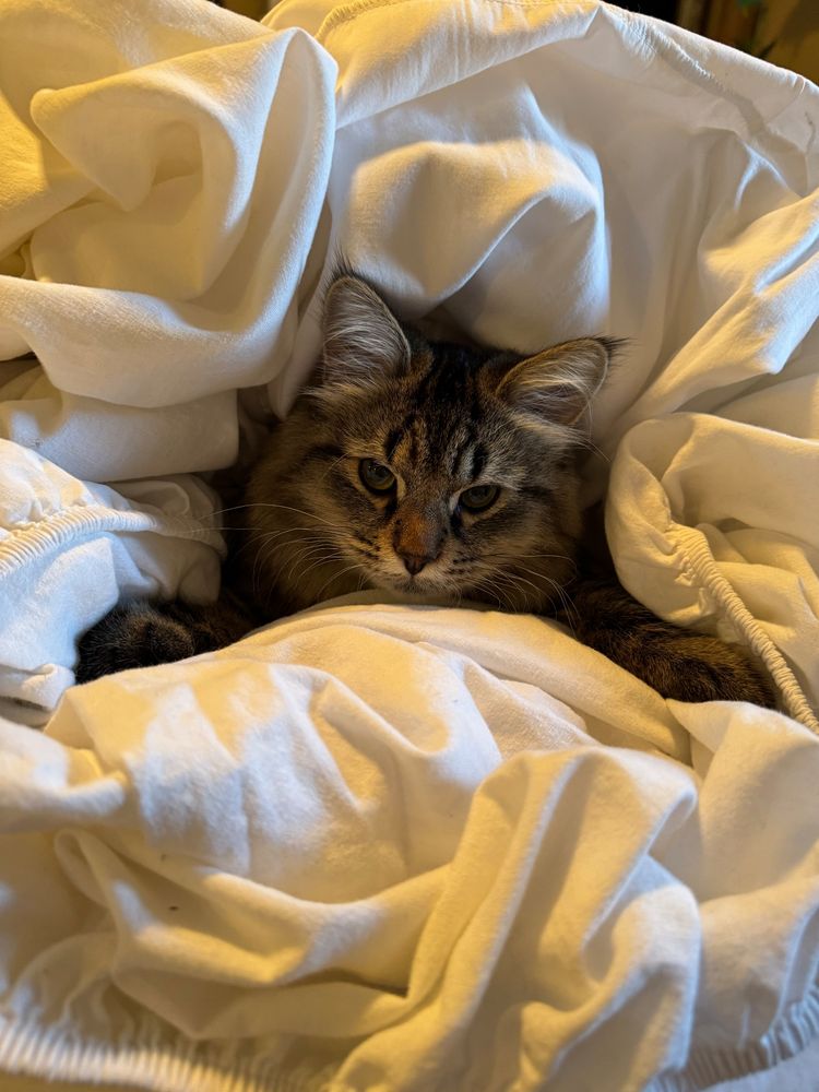 Greg defiantly staring down the camera as he is swallowed by the sheets