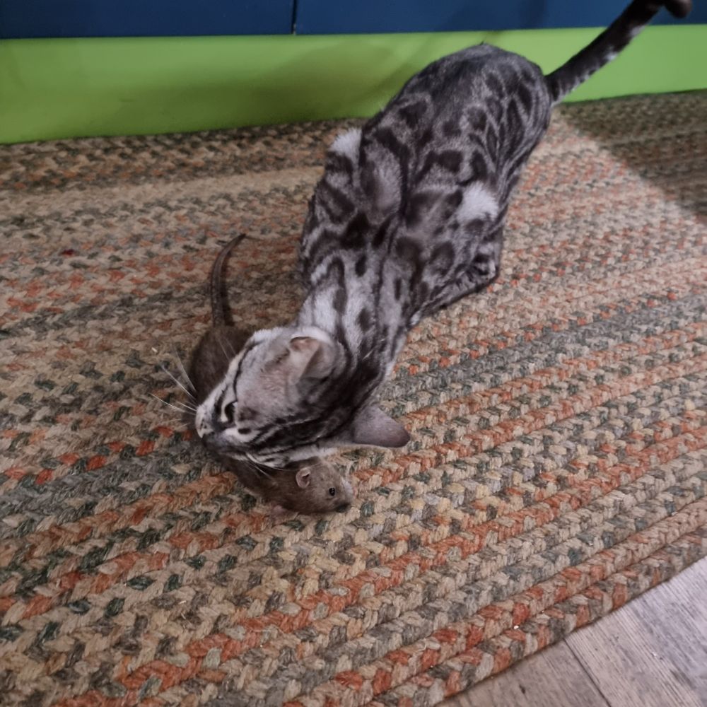 Bongo the Bengal Cat eating a rat on the kitchen floor.