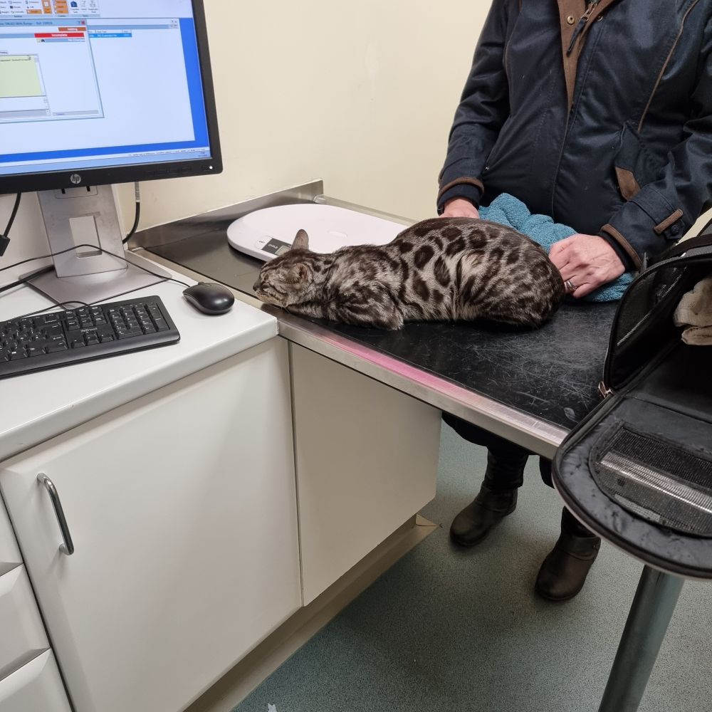 Bongo the Bengal Cat, at the vet, suddenly distracted by a computer mouse.