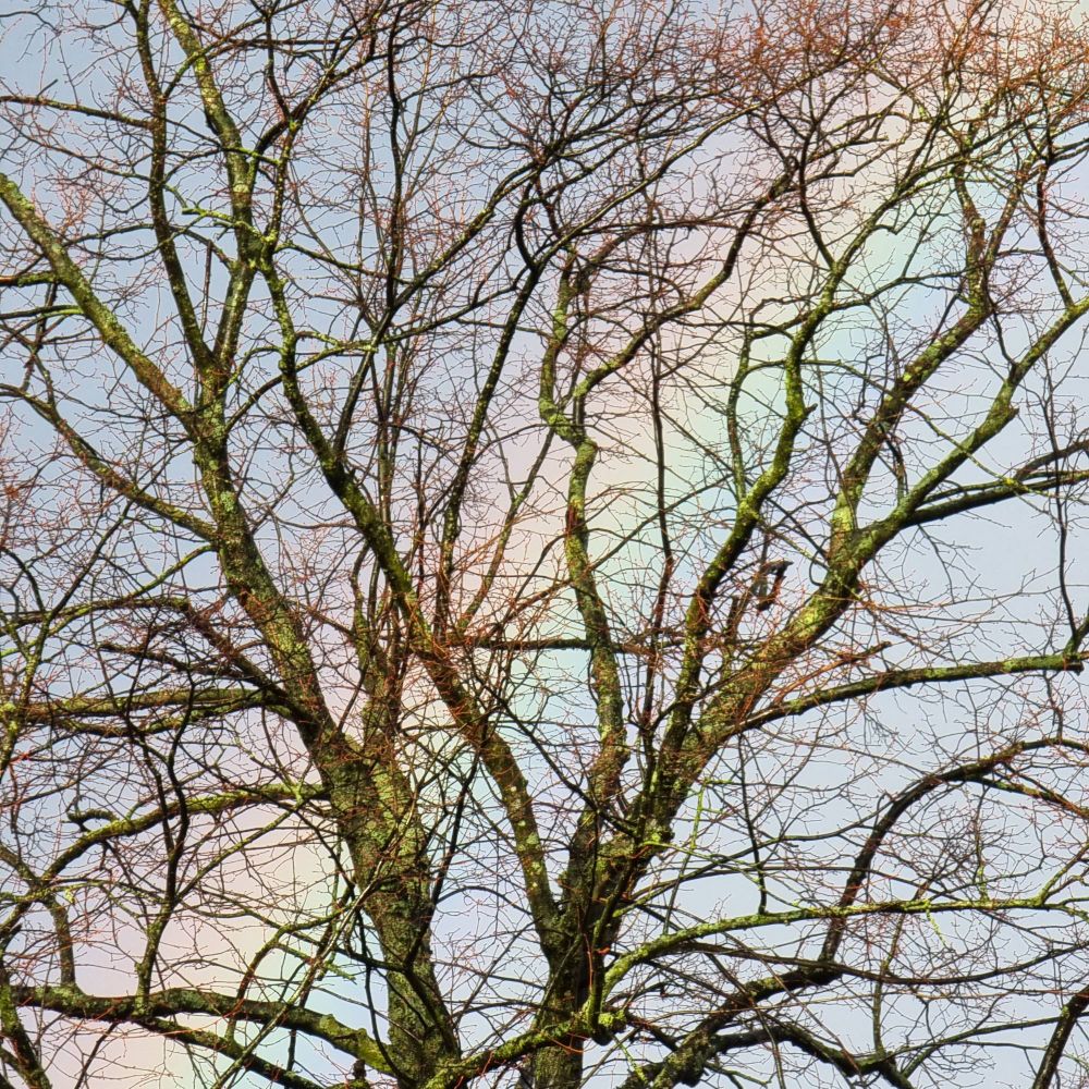 The branches of a winter tree, bare of leaves. Through it, a rainbow is visible against a grey/blue sky. The picture is not edited or enhanced.