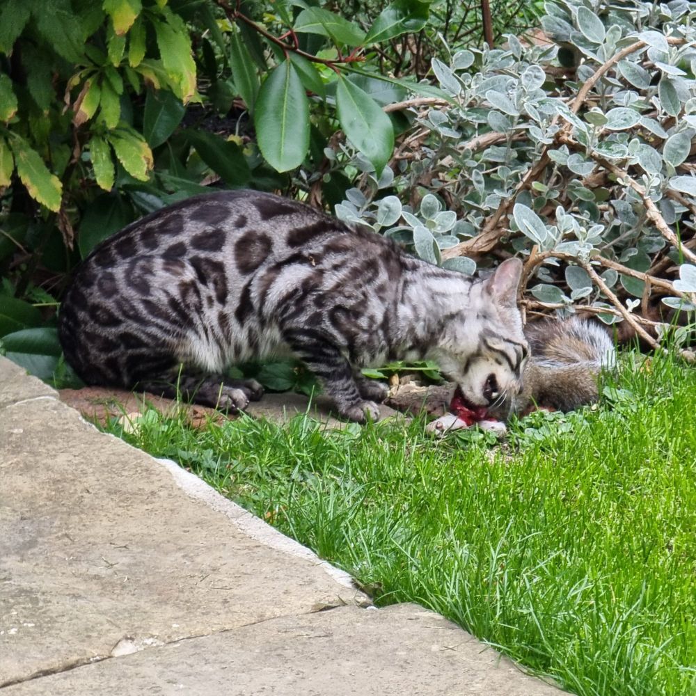 Bongo the Bengal Cat eating a squirrel that he's just caught. Fortunately, he killed it almost instantly and very definitively. Also fortunately, there are loads of squirrels in the neighbourhood ecosystem.