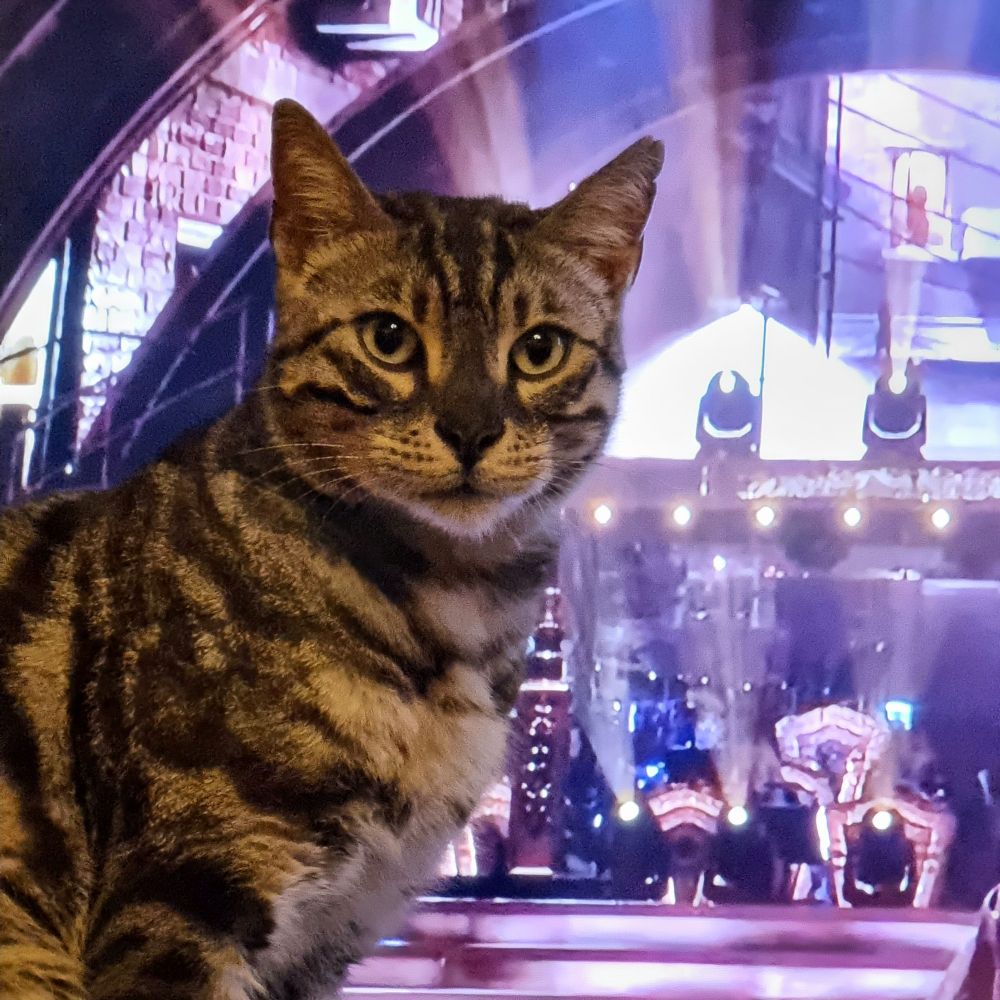 Bongo the Bengal Cat, helpfully sitting in front of the TV screen, so that we can get a great view of him.