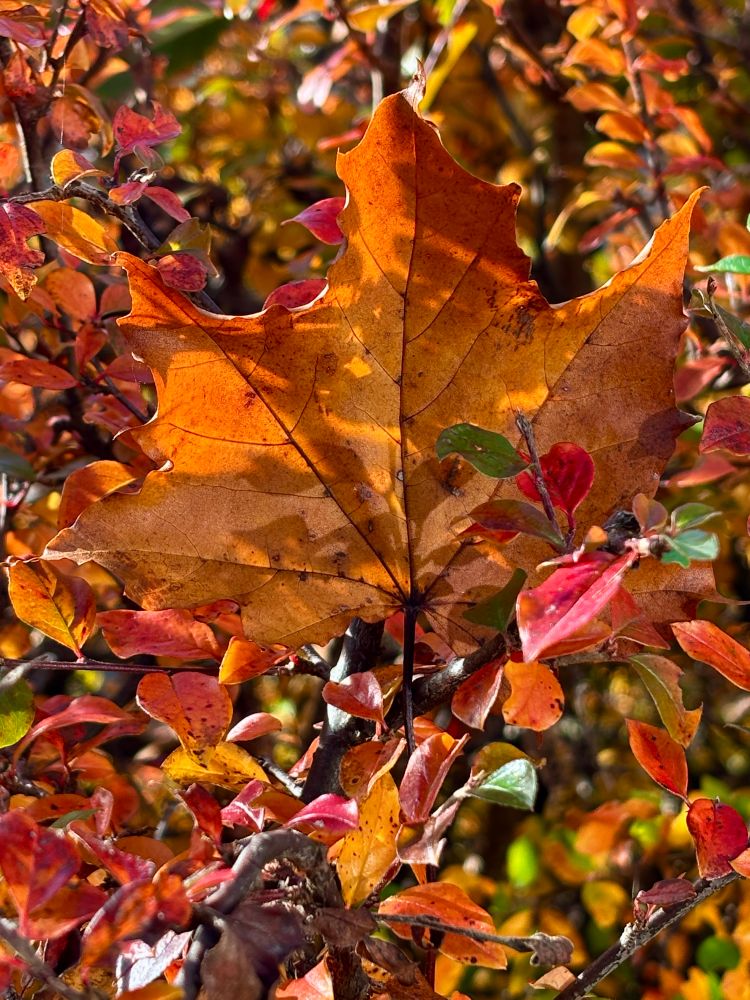 An Orange-coloured Maple leave in a autumn-coloured hedge, the sun sets the colours alight