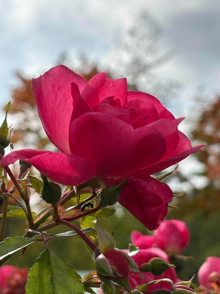 Deep pink rise blossom in front of a blurred greyish sky 