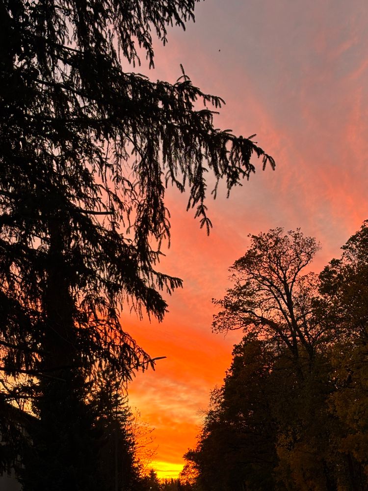 A colourful sunset between branches of trees