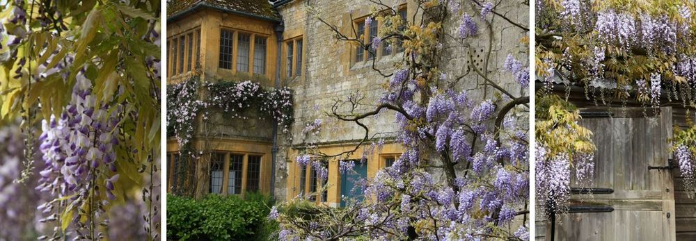 from left to right: wisteria umble / a manor house, wisteria climbing the facade, a wooden door of a shed nearly covered with wisteria