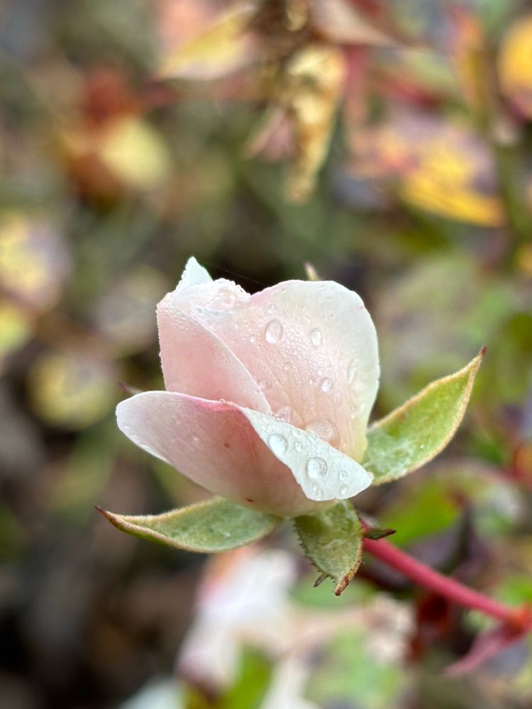 bud of a white-pink rose blossom covered in tiny raindrops 