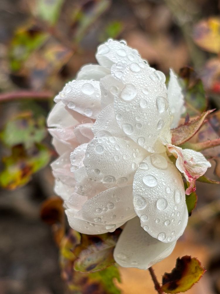 view from the side: a white rose blossom covered in tiny raindrops 