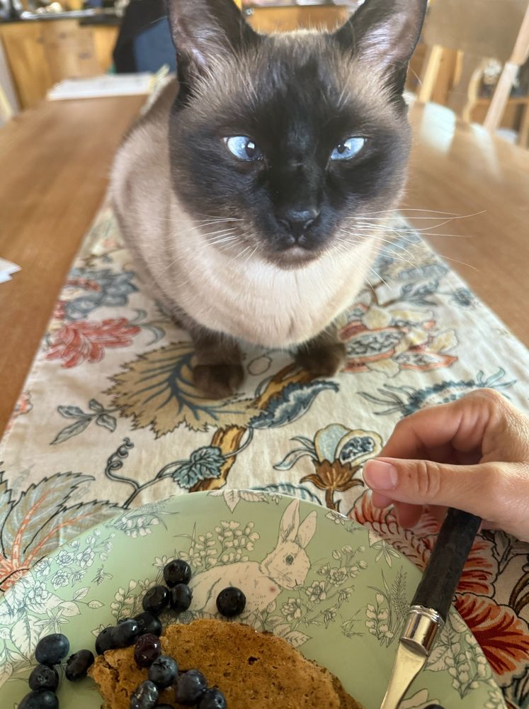 A Siamese cat sits on a table right in front of the plate of a person eating pancakes with blueberries.