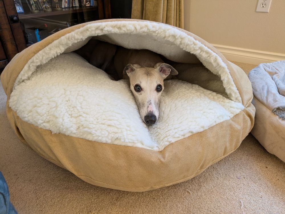 A whippet peaking out of a cave bed.