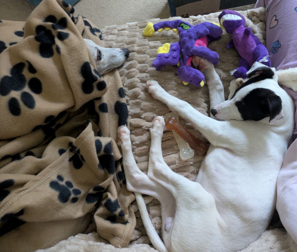 Two whippets snoozing together, one adult, one puppy.
